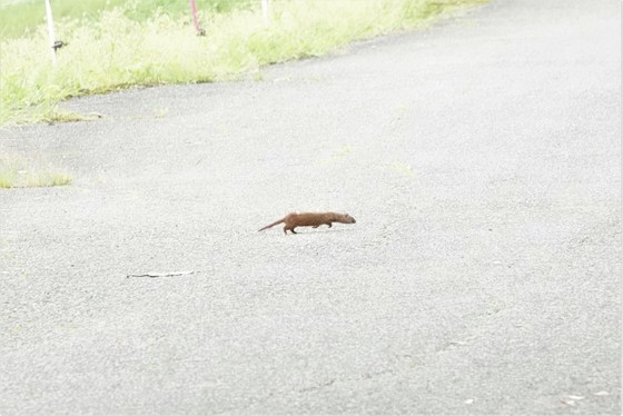 幾度も道路を行ったり来たりするイタチ